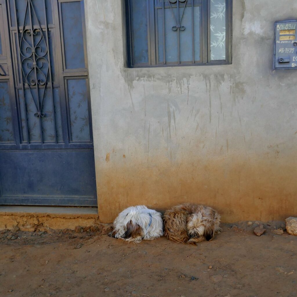 Two dogs curled next to a wall in Huaraz.